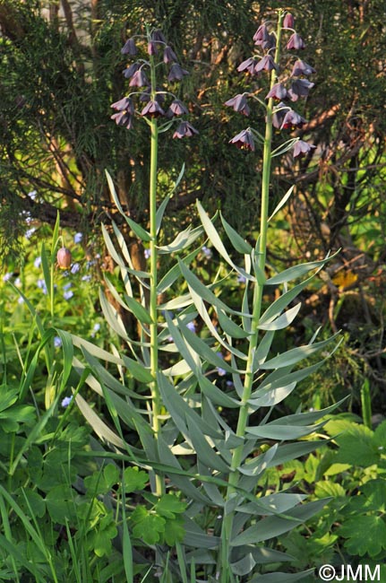 Fritillaria persica