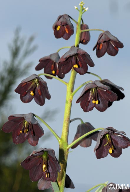 Fritillaria persica