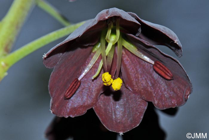 Fritillaria persica