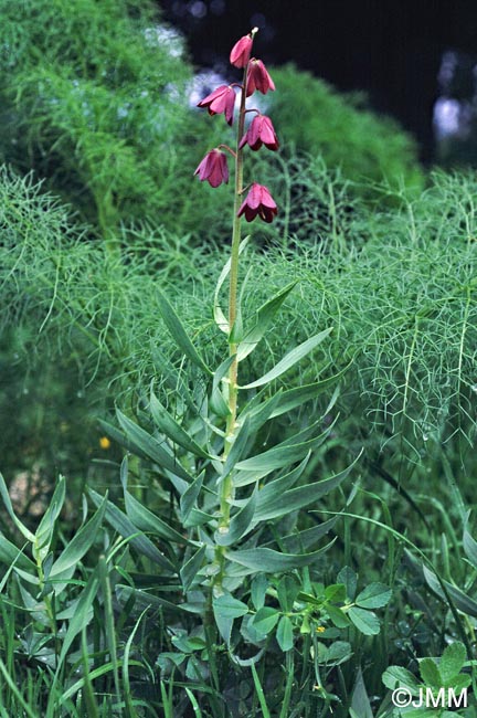 Fritillaria persica