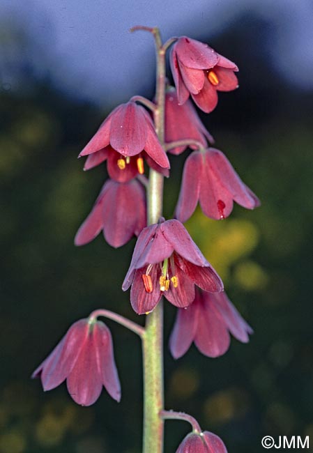 Fritillaria persica