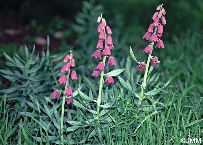 Fritillaria persica