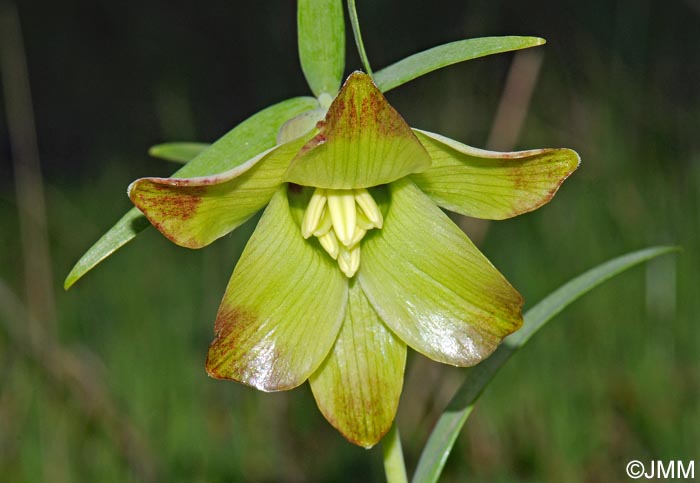 Fritillaria pontica