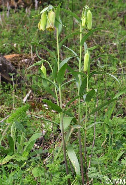 Fritillaria pontica