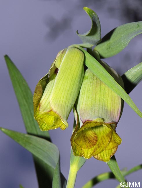 Fritillaria pontica