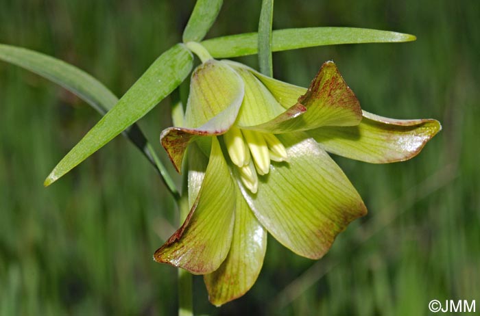 Fritillaria pontica