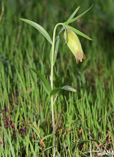 Fritillaria pontica