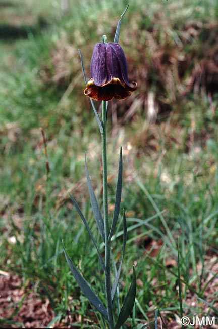 Fritillaria pyrenaica