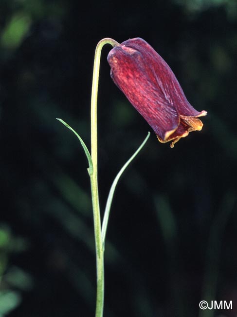 Fritillaria pyrenaica