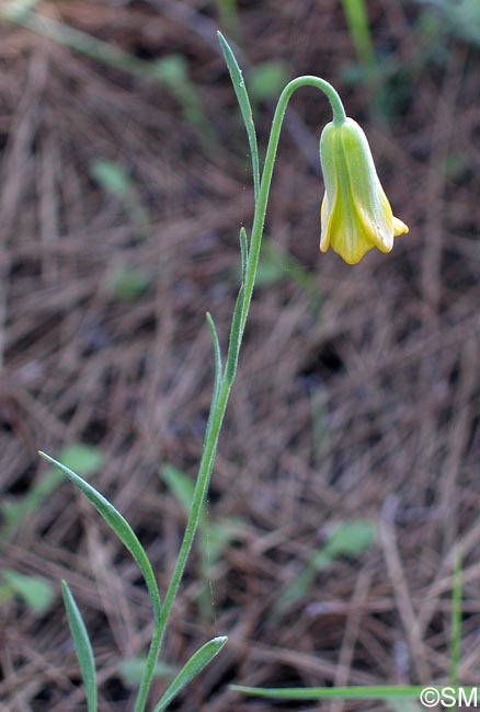 Fritillaria rhodia