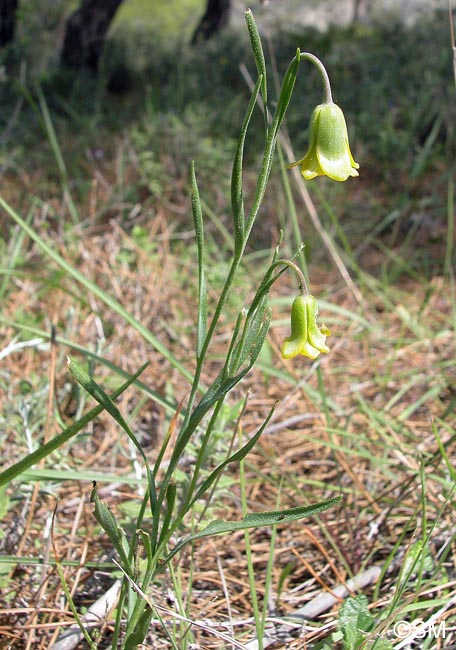 Fritillaria rhodia