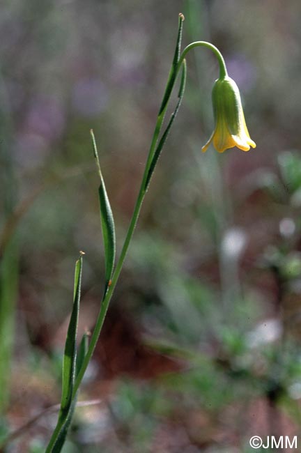 Fritillaria rhodia