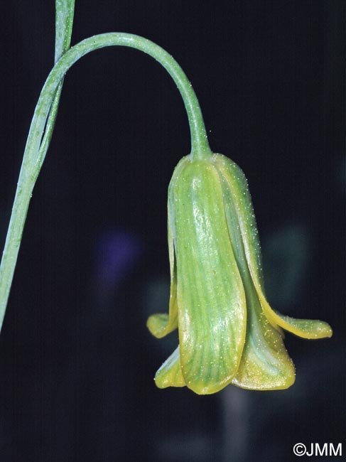 Fritillaria rhodia