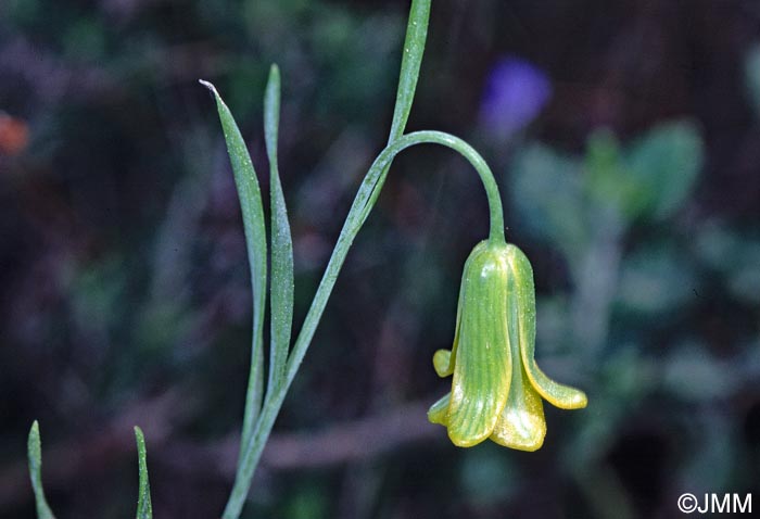 Fritillaria rhodia