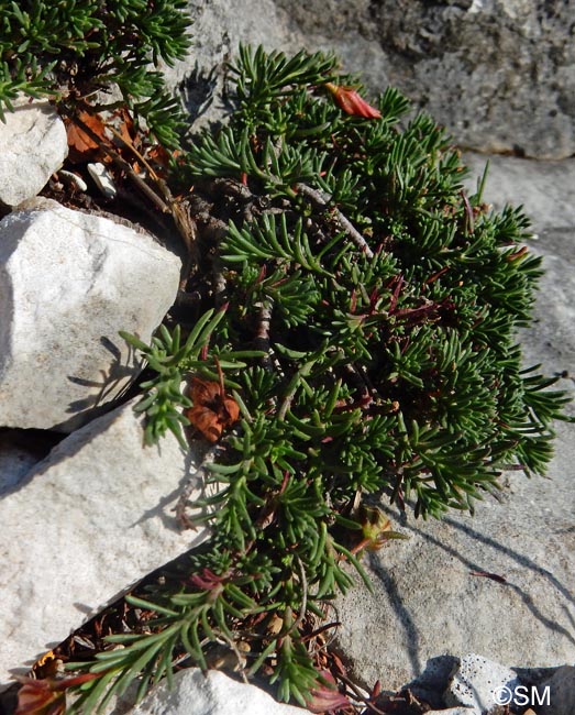 Fumana procumbens