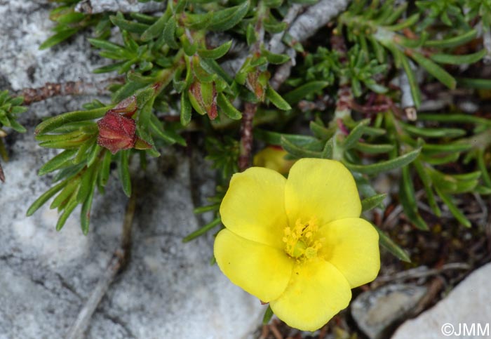 Fumana procumbens