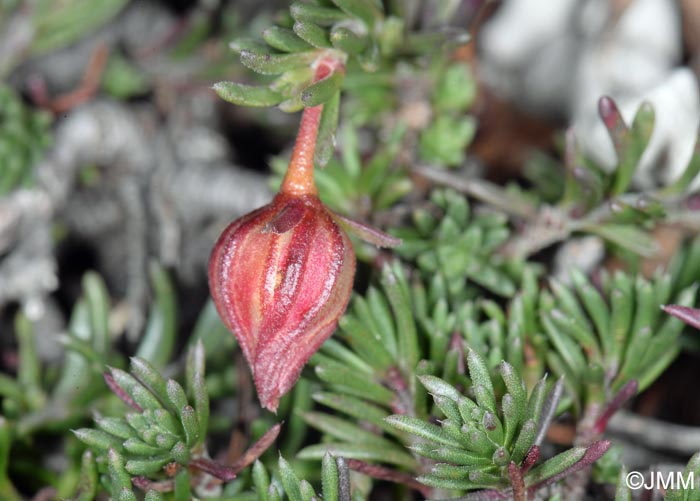 Fumana procumbens