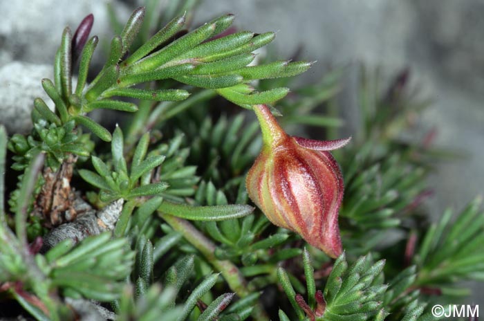 Fumana procumbens