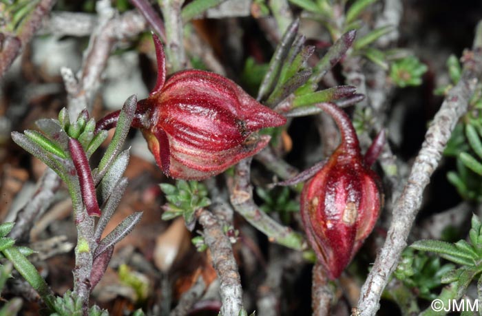 Fumana procumbens