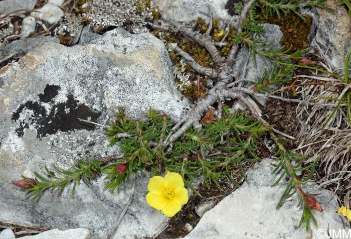 Fumana procumbens