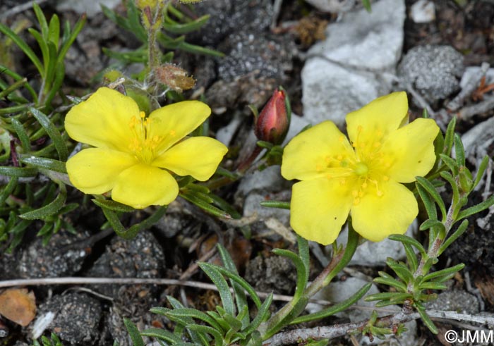 Fumana procumbens