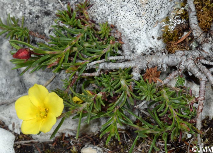 Fumana procumbens