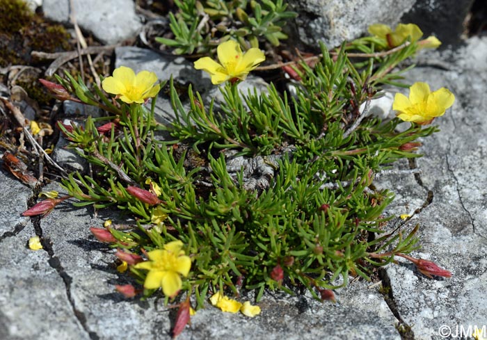 Fumana procumbens