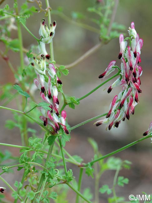 Fumaria capreolata