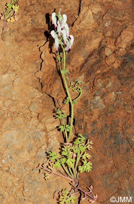 Fumaria capreolata