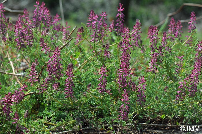 Fumaria officinalis