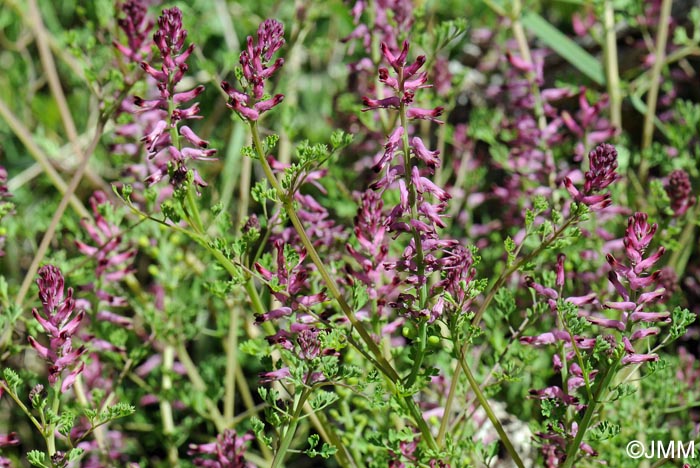 Fumaria officinalis