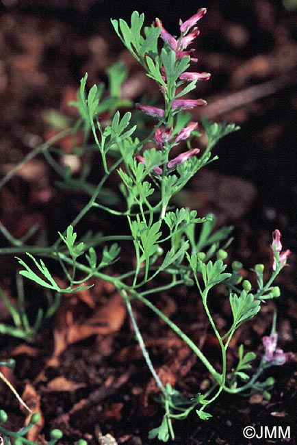 Fumaria officinalis