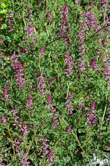 Fumaria officinalis