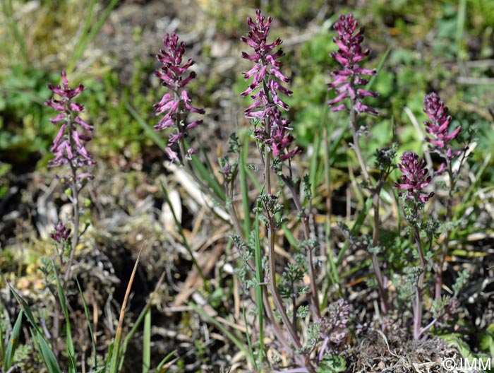 Fumaria officinalis