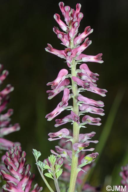 Fumaria officinalis