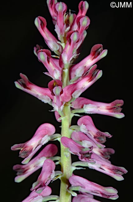 Fumaria officinalis