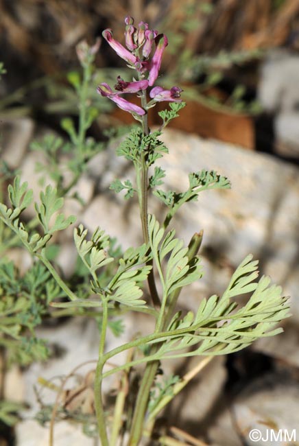 Fumaria officinalis subsp. wirtgenii