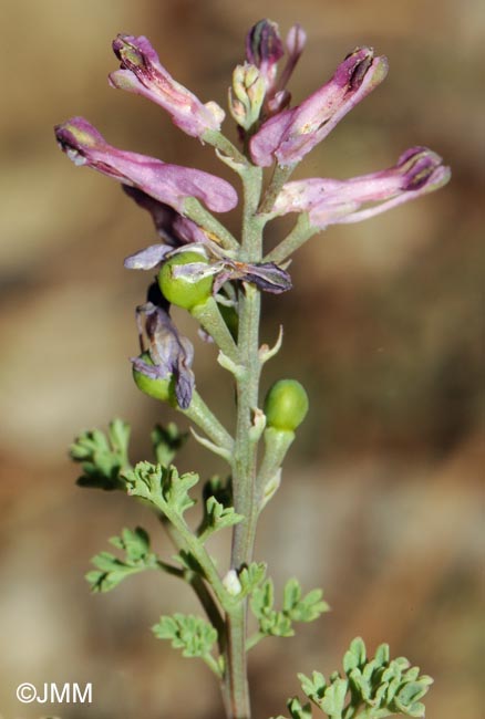 Fumaria officinalis subsp. wirtgenii