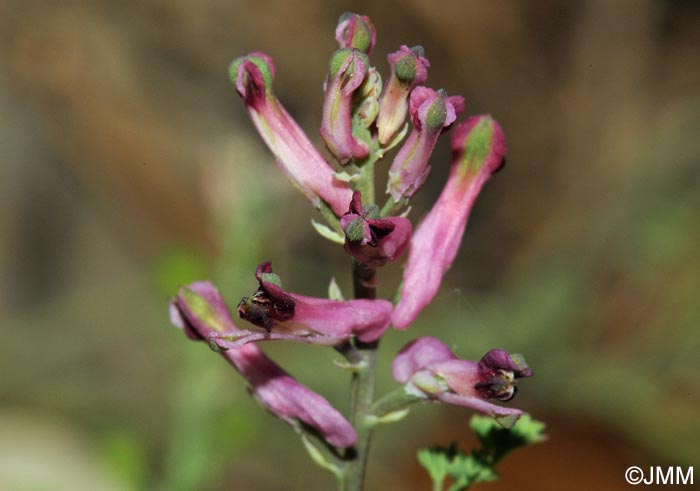 Fumaria officinalis subsp. wirtgenii