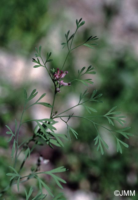 Fumaria vaillantii