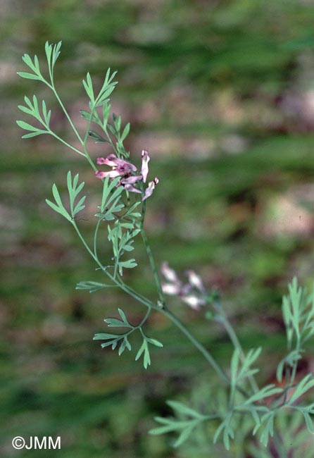 Fumaria vaillantii