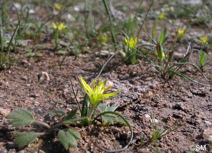 Gagea fibrosa