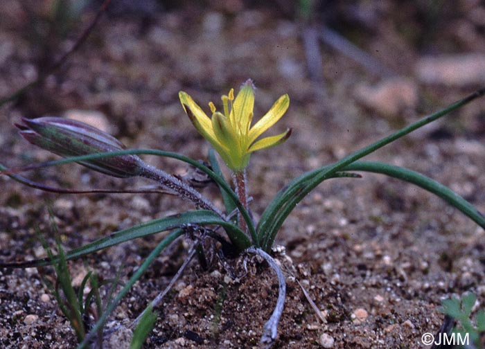 Gagea fibrosa