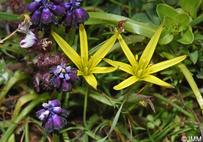 Gagea fibrosa