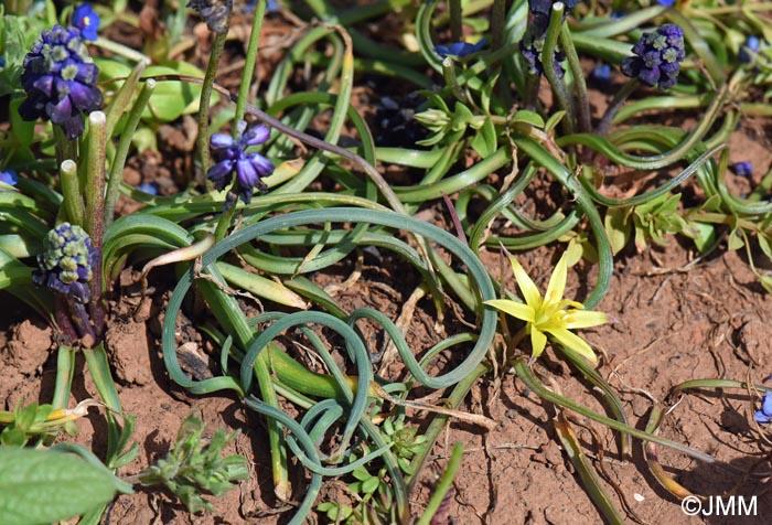 Gagea fibrosa