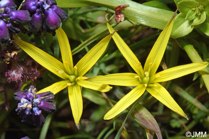 Gagea fibrosa