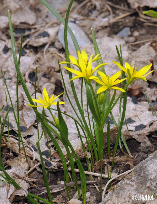 Gagea fragifera = Gagea fistulosa