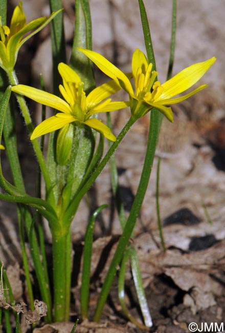 Gagea fragifera = Gagea fistulosa