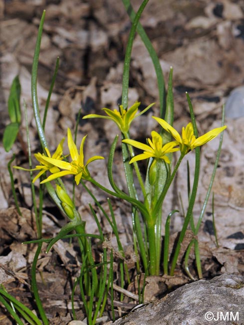 Gagea fragifera = Gagea fistulosa