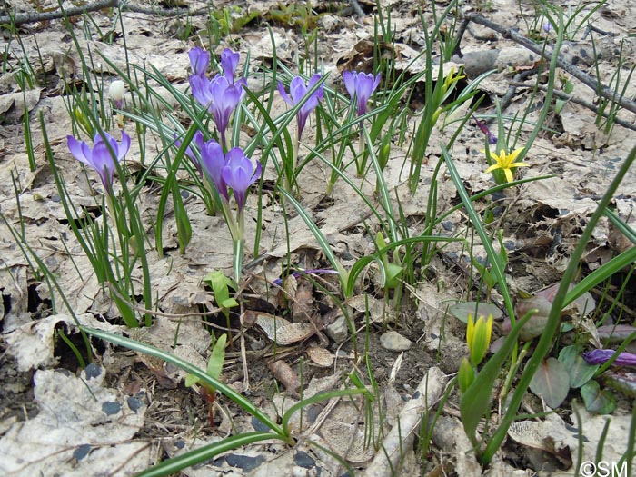 Gagea fragifera & Crocus vernus